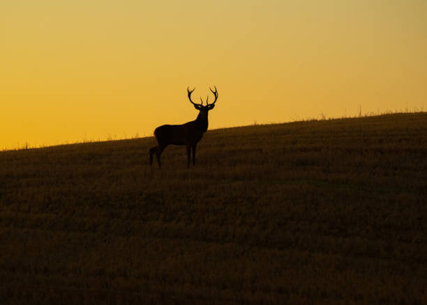 istock September 2024, Nature - Southern Sweden 2173269789