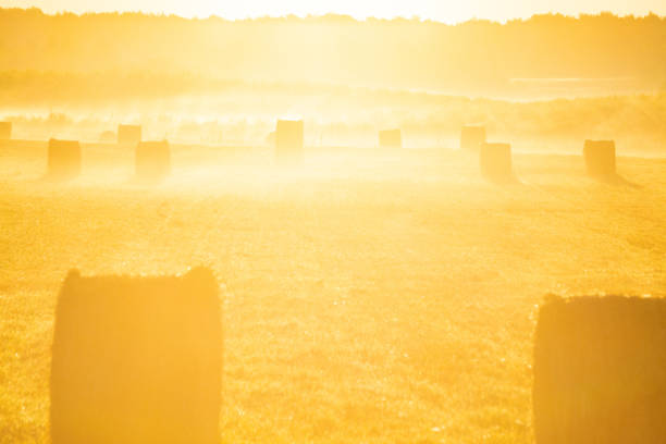 Beautiful view of agricultural field with hay bales