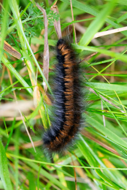 istock September 2024, Nature - Southern Sweden 2173269893