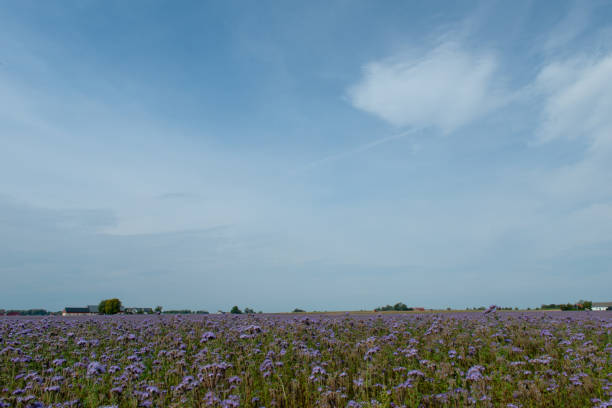 Swedish nature in September. Flowers, birds, meadows, sea, sailing boats, boats, animals. Poppies bloom beautifully and birds hunt for food for their children. Skåne, Sweden. Summer.