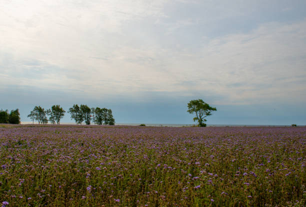 Swedish nature in September. Flowers, birds, meadows, sea, sailing boats, boats, animals. Poppies bloom beautifully and birds hunt for food for their children. Skåne, Sweden. Summer.