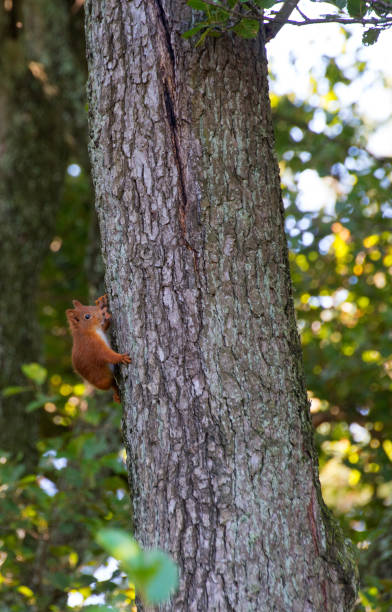 istock September 2024, Nature - Southern Sweden 2173269985