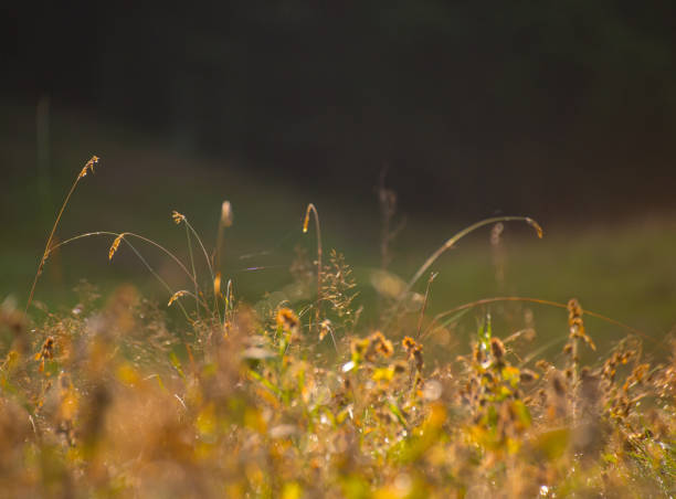 Swedish nature in September. Flowers, birds, meadows, sea, sailing boats, boats, animals. Poppies bloom beautifully and birds hunt for food for their children. Skåne, Sweden. Summer.