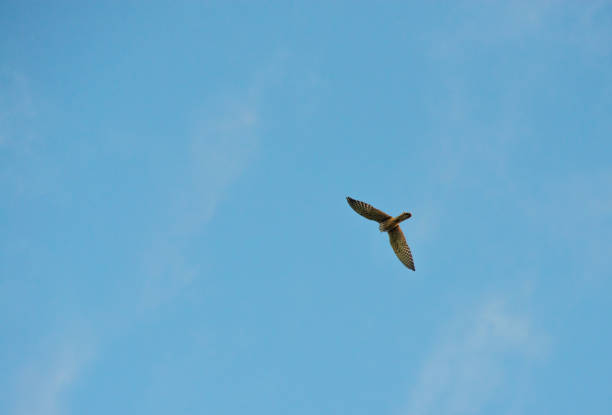 Minimalist photograph of Kestrel (Falco tinnunculus) with wings spread and blue sky background, Alcoy, Spain