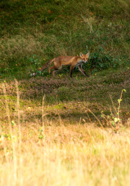 istock September 2024, Nature - Southern Sweden Part 2 2173270185