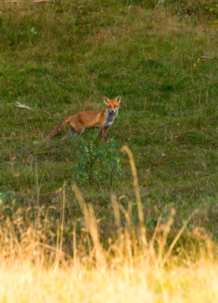istock September 2024, Nature - Southern Sweden Part 2 2173270187