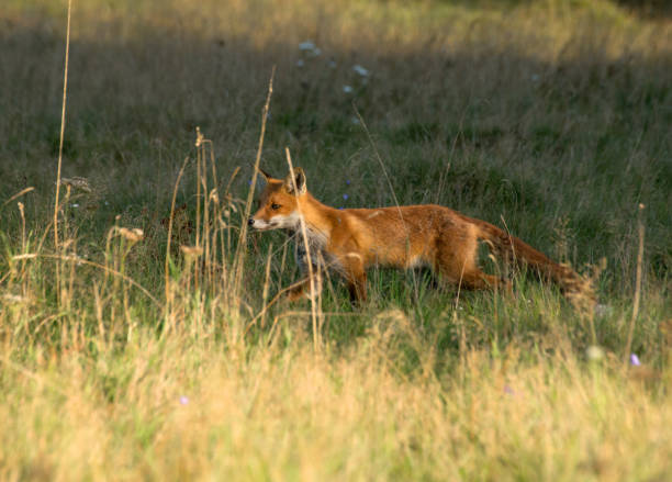 istock September 2024, Nature - Southern Sweden Part 2 2173270254