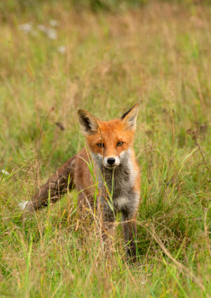 istock September 2024, Nature - Southern Sweden Part 2 2173270347