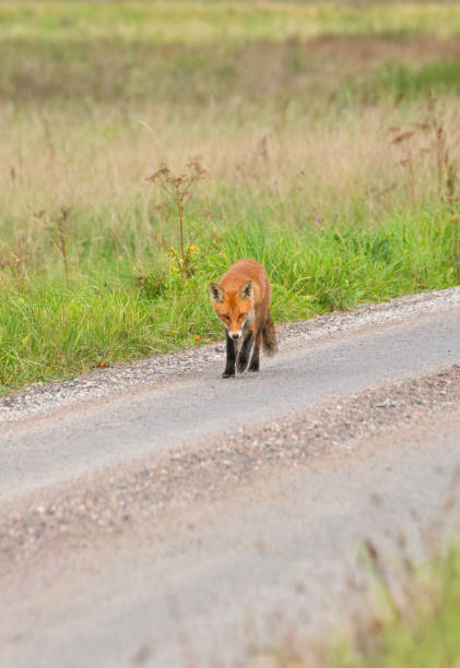 istock September 2024, Nature - Southern Sweden Part 2 2173270364