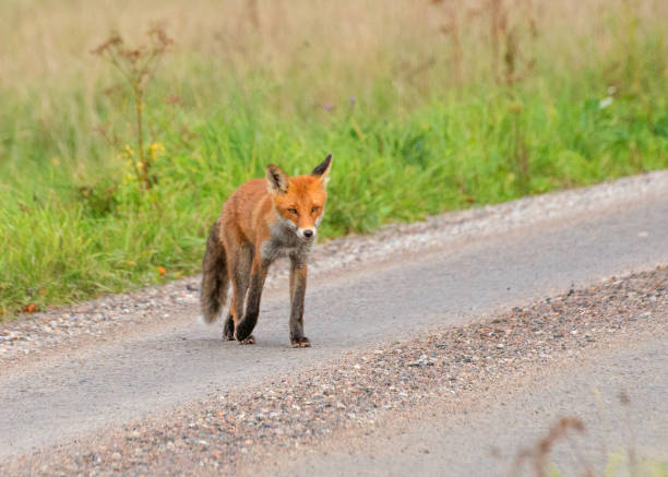 istock September 2024, Nature - Southern Sweden Part 2 2173270380