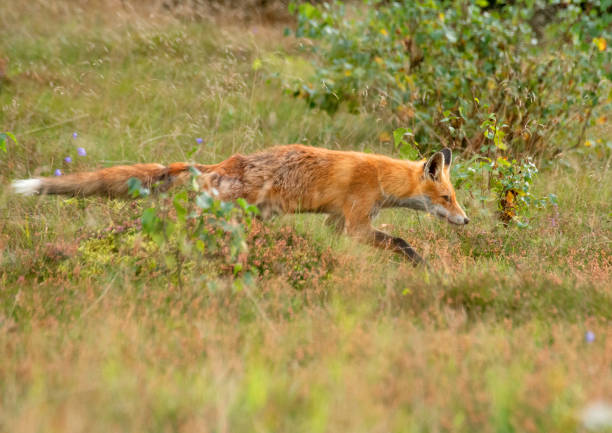 istock September 2024, Nature - Southern Sweden Part 2 2173270393