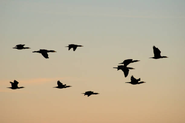 istock September 2024, Nature - Southern Sweden Part 2 2173270489