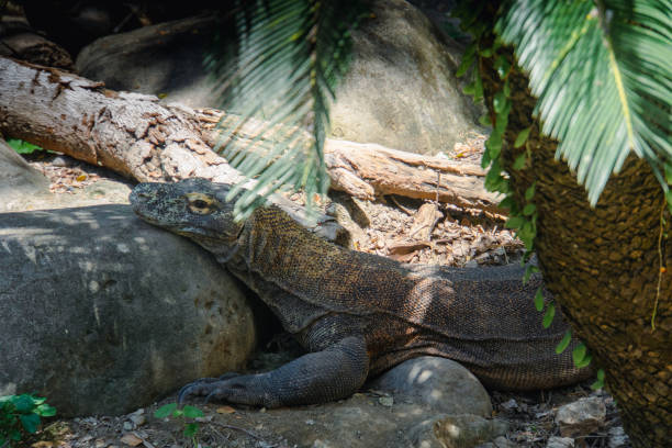 istock Komodo Dragon - Varanus komodoensis 2173270633