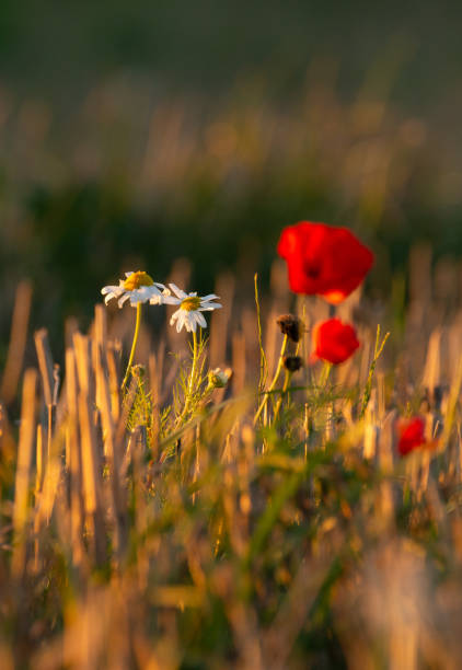Swedish nature in September. Flowers, birds, meadows, sea, sailing boats, boats, animals. Poppies bloom beautifully and birds hunt for food for their children. Skåne, Sweden. Autumn.