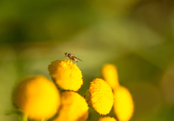 A detailed zoom shot featuring a large black fly feeding from a yellow wildflower in a central Texas meadow.