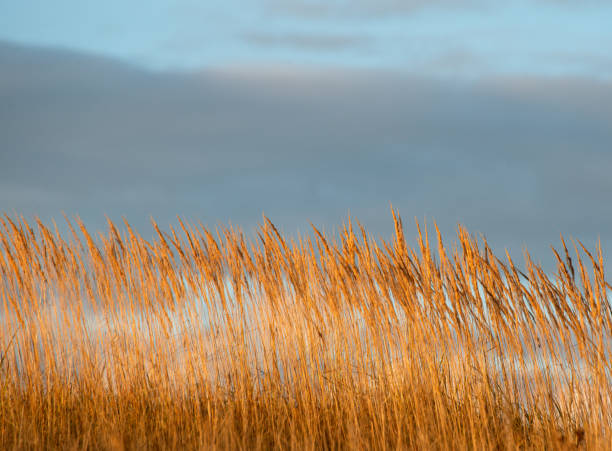 istock September 2024, Nature - Southern Sweden Part 3 2173270901