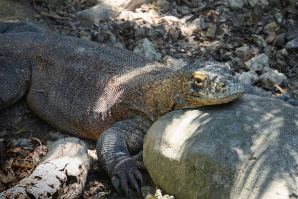 istock Komodo Dragon - Varanus komodoensis 2173270977