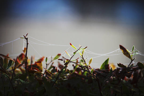 Spider web lines in the foggy morning