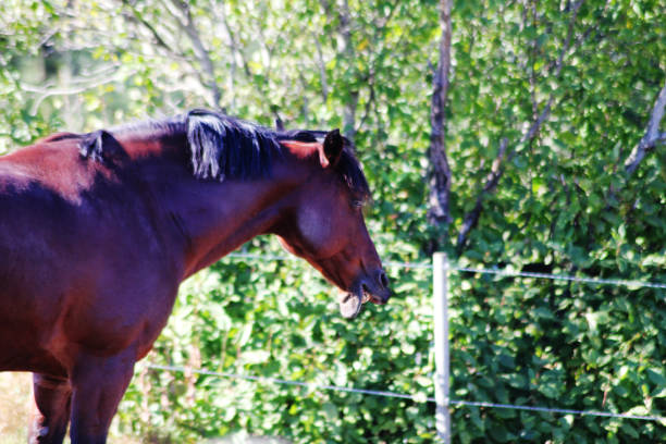 Vertical portrait of horse