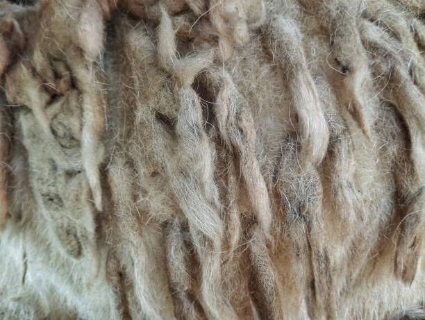 istock Close up of sheep fleece texture 2173274487