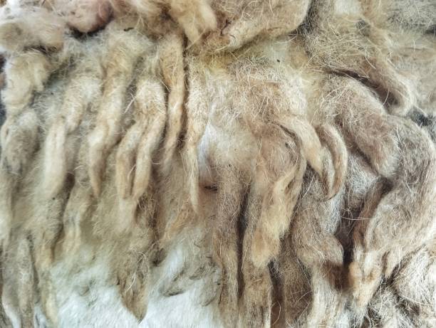 istock Close up of sheep fleece texture 2173274500