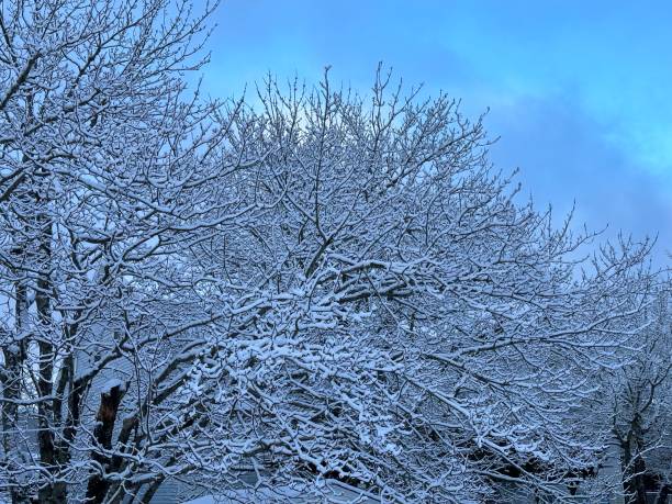 istock Poplar trees heavily laden with snow and blue sky 2173274775