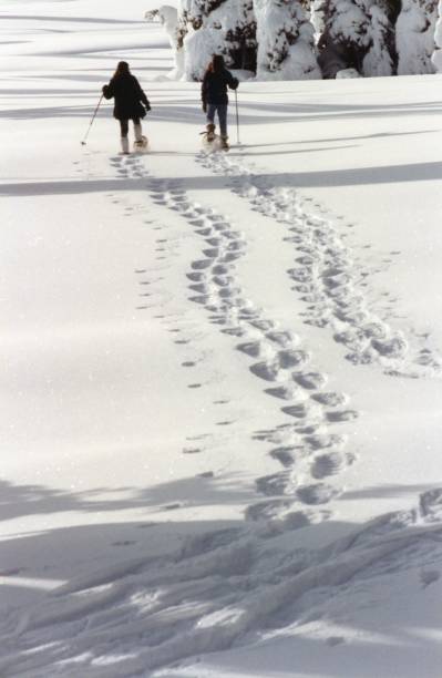 Women on snowshoes walking away through open forest area on sunny day with strongly visible track imprinted into the snow.