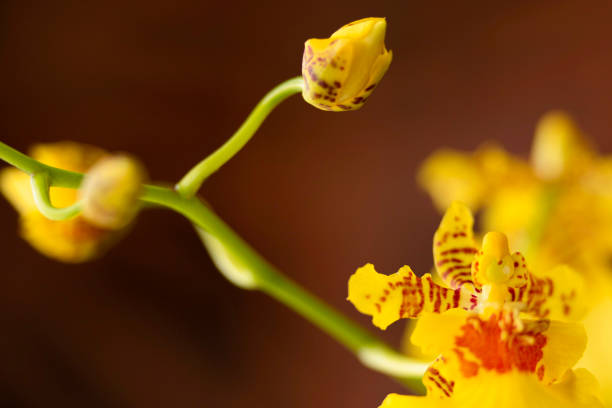 istock Beautiful yellow orchid buds 2173278627