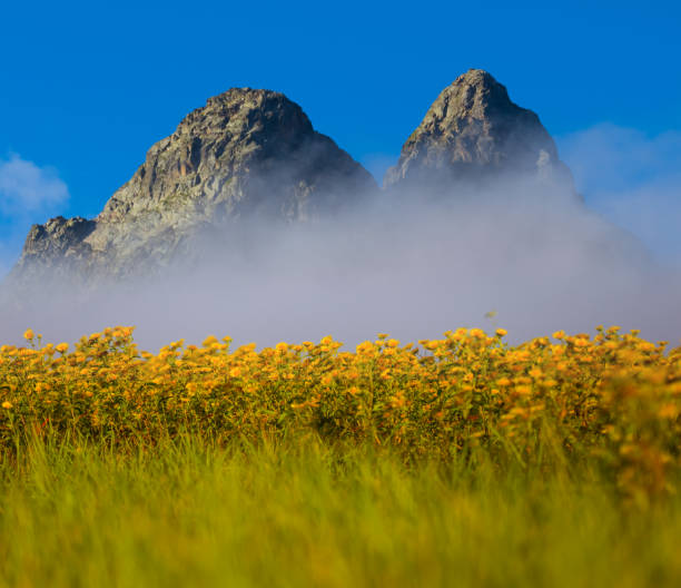 istock misty mountain valley  covered by wild flowers 2173279309