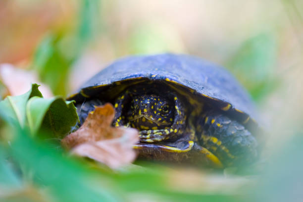 Stock photo of young tame and friendly baby pet Russian Hartsfield diet / Hermann's tortoise being held in hand outdoors in garden sunshine for vitamins above green lawn grass, baby tortoise in fingers to show size and scale, with head, legs and claws hanging