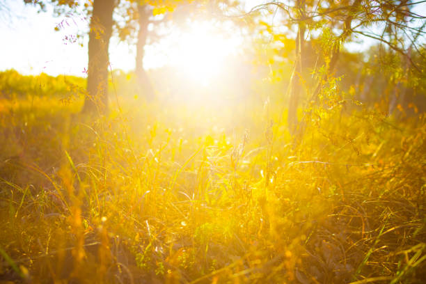 autumn forest glade in light of sparkle sun
