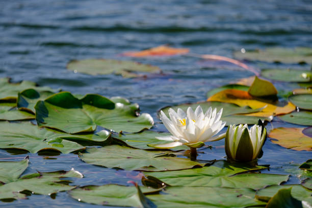 Beautiful white water lily on blue water