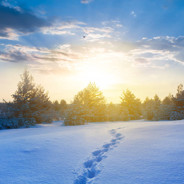 istock snowbound fir tree forest glade with human track at the sunset 2173279872