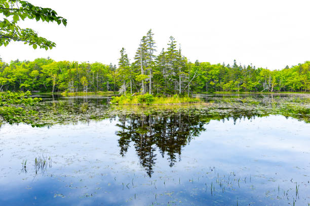 The Five Lakes of Shiretoko