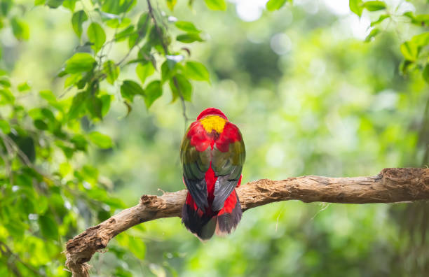 istock beautiful parrots in a park 2173283004