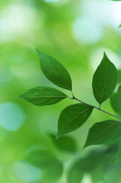 istock Green leaves background. Selective and soft focus. Copy space. 2173284252