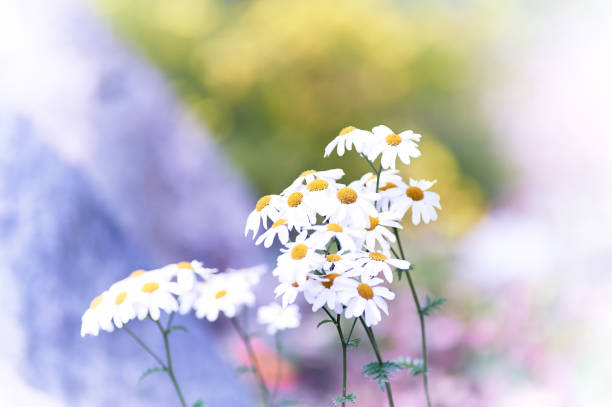 Nature background with spring flowers. Selective and soft focus. Close up.