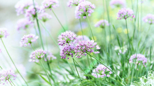 istock Nature background with spring flowers. Selective and soft focus. Close up. 2173285820