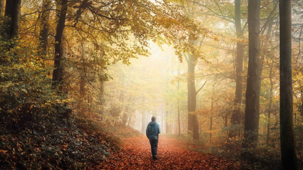 istock Walking in warm colored fog in a dreamy forest 2173286890