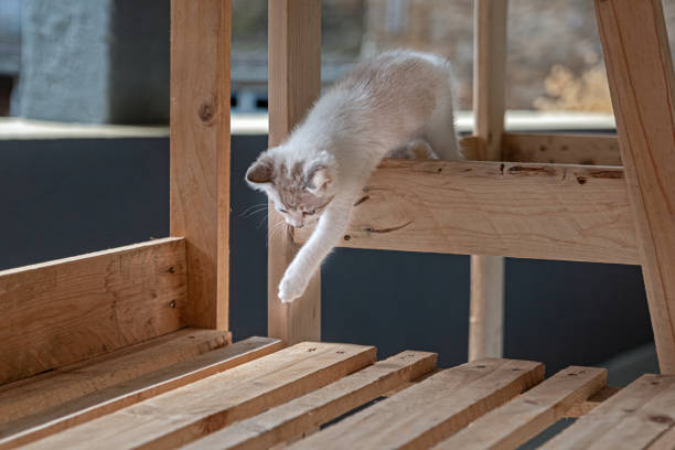 istock Kitten trying to jump a step 2173291948