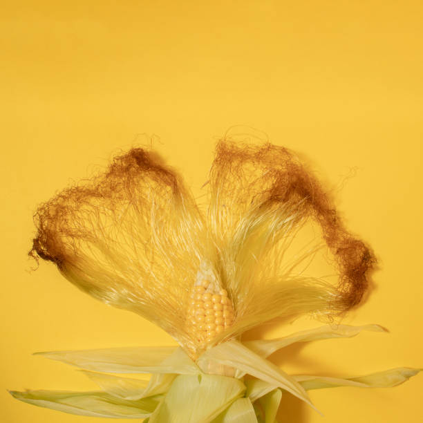 Corn on the cob with corn silk on a yellow background.