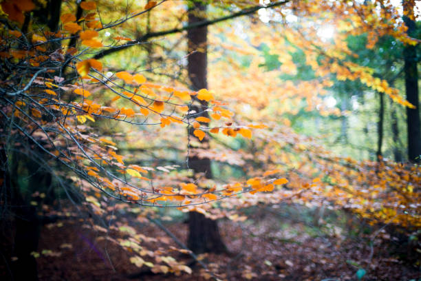 Woodland scene in the autumn