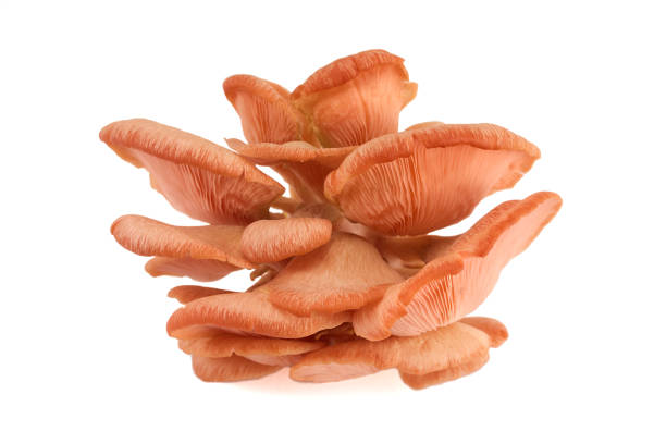 istock Beautiful Pink Oyster Mushroom on white background 2173301783