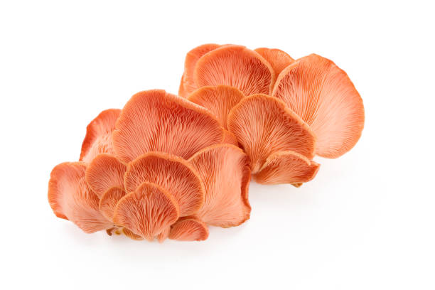 istock Delicate Pink Oyster Mushroom on white background 2173302075