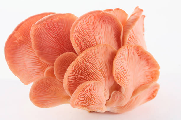 istock Beautiful Pink Oyster Mushroom on white background 2173302238