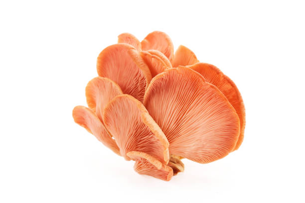istock Beautiful Pink Oyster Mushroom on white background 2173302304