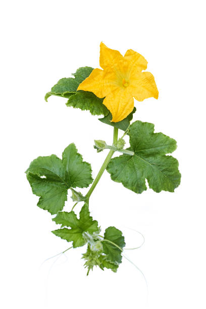 Melon flower yellow color with green leaves in organic plant garden