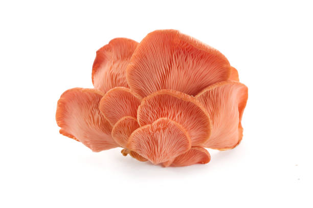 istock Beautiful Pink Oyster Mushroom on white background 2173302356