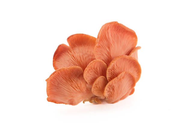 istock Beautiful Pink Oyster Mushroom on white background 2173302439