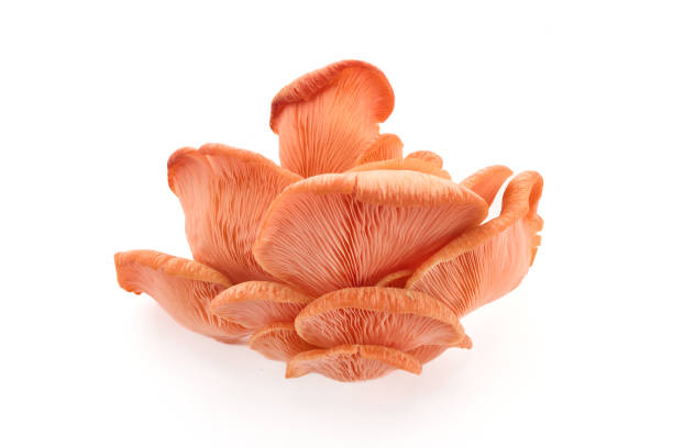 istock Beautiful Pink Oyster Mushroom on white background 2173302579